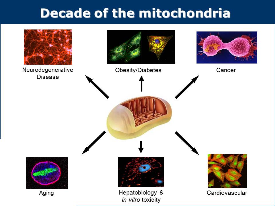 Decade of Mitochondria