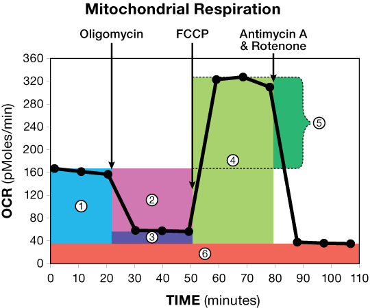 Mitochondrial Test