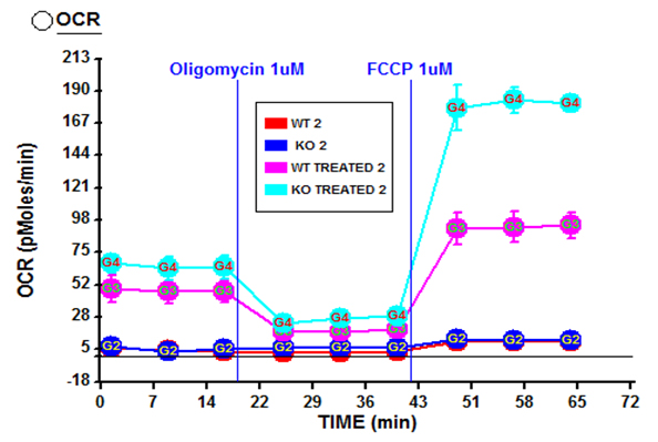 Suspension cells: T-cells (Dan Cojocari)