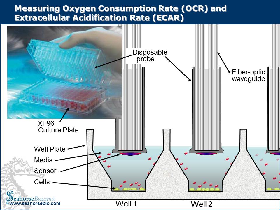 Oxygen Consumption and EC Acidification Rates